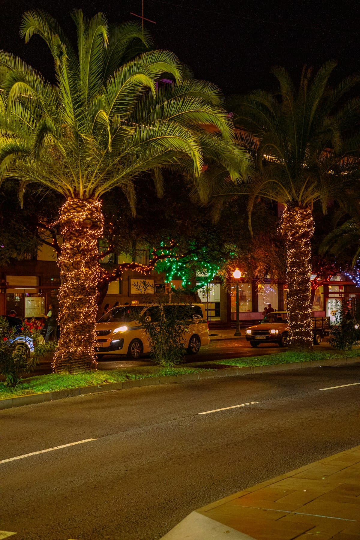 Palm trees wrapped in warm Christmas lights at night